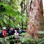 Whirinaki Rainforest Experiences