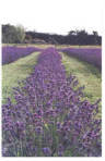 Lavender Impressions